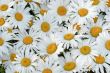 Daisies