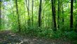 Forest landscape