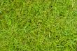 Texture of grass