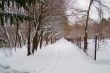 Avenue of trees