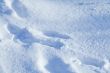 Deep snow