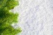 Winter forest background