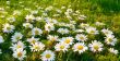 Large white daisies
