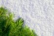 Winter forest background