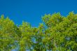 Foliage against the sky