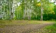 Forest landscape
