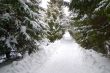 Avenue of trees
