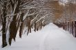 Avenue of trees