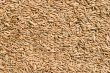 Wheat close up