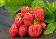 Strawberries