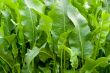 Green vegetation