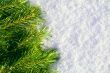Winter forest background