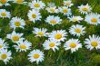 Large white daisies