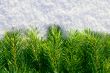 Winter forest background