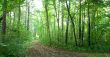 Forest landscape