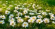 Large white daisies