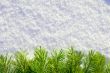 Winter forest background