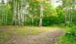 Forest landscape