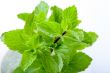 Fresh mint leaves