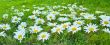 White daisies