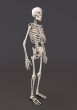 Skeleton of a gray background