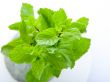 Fresh mint leaves