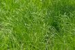 Green grass