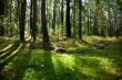 Forest landscape