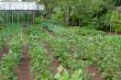 Vegetable garden