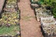 Boxes with seedlings