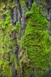 Green moss