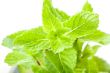 Mint leaves close up