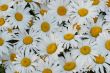 Many daisies closeup