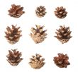 Set of pine cones