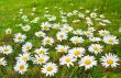 Daisies in a meadow