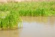 Natural small pond