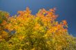 Color burst of autumn foliage