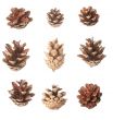 Set of pine cones