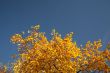 Color burst of autumn foliage