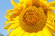 Sunflower closeup