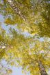 Tops of autumn birch