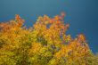 Autumn-colored maple
