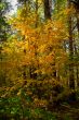 Yellow autumn rowan