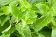 Mint leaves closeup