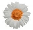 Large daisy isolated