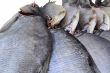 Salted and dried river fish on a white background.