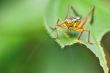 â€œYellow Grasshopper on a Leafâ€