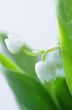 Lily of the valley. DOF 
