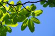 fresh leaves of magnolia against blue sky