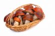 Mushrooms, aspen mushrooms in a wicker basket on a white backgro
